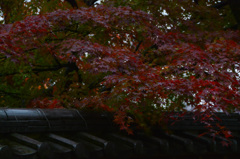 雨と晩秋　②