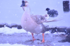 シナガチョウと雪