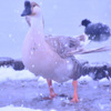 シナガチョウと雪