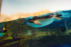 Swim