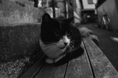 Cool Cat