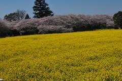 権現堂の桜