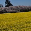 権現堂の桜
