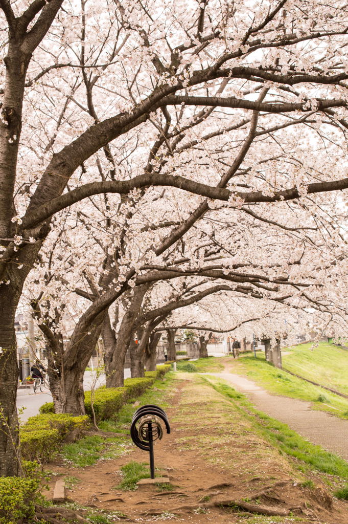 2013桜ー7