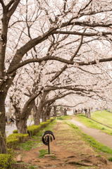 2013桜ー7