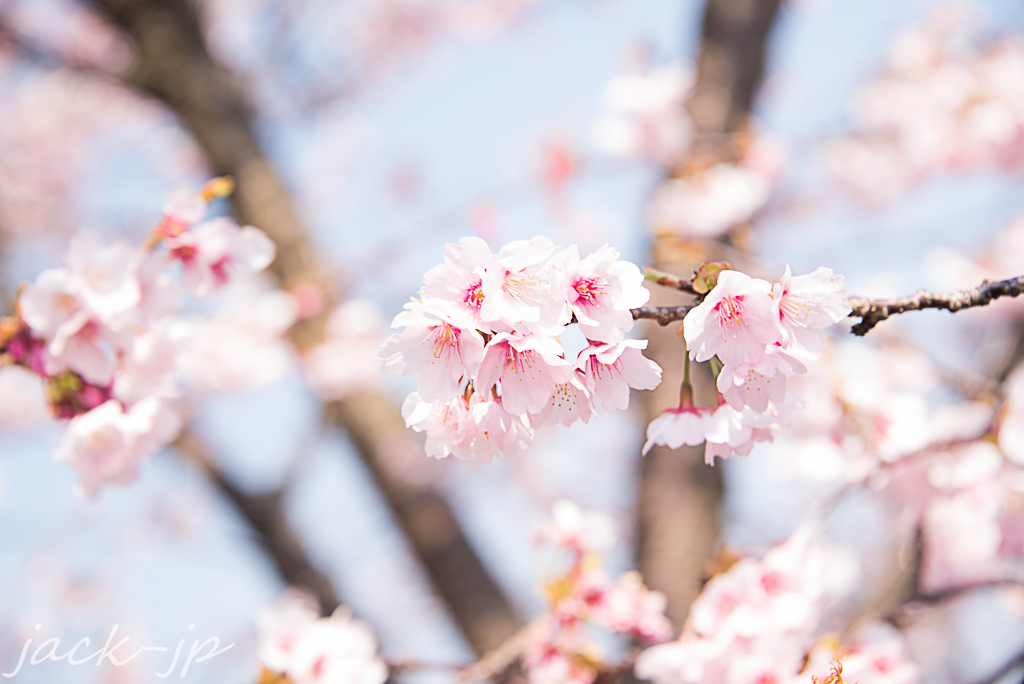 熱海桜