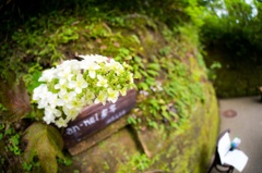 鎌倉 円覚寺に咲く...