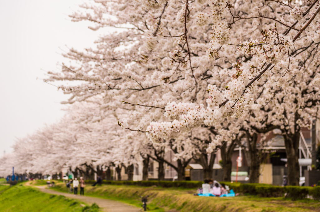 2013桜ー6