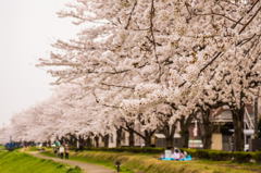 2013桜ー6