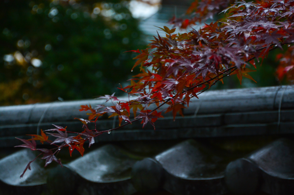 雨と晩秋　①