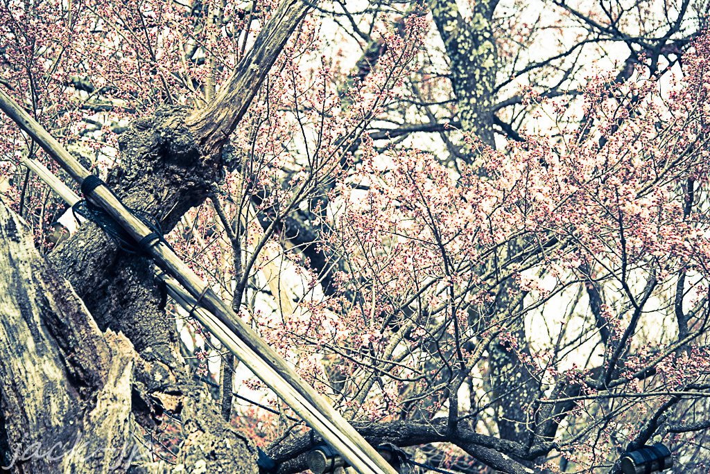 三大桜　山高神代桜④