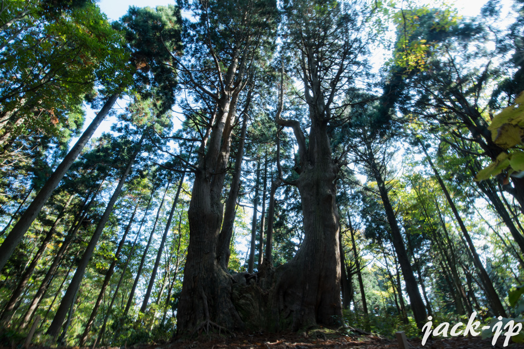 幻想の森ー山形旅行ー　③