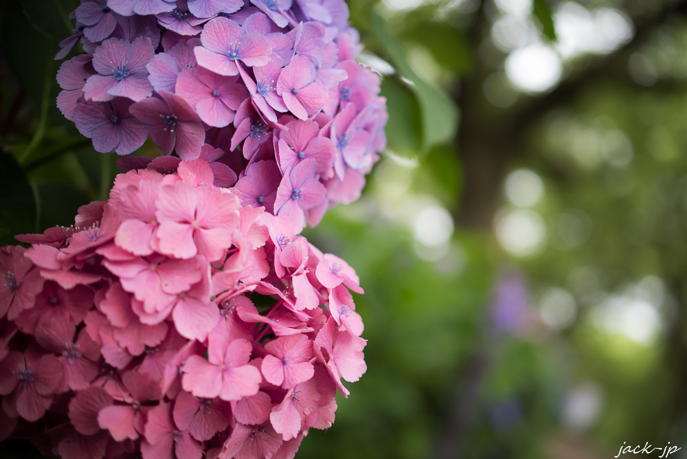 紫陽花の季節