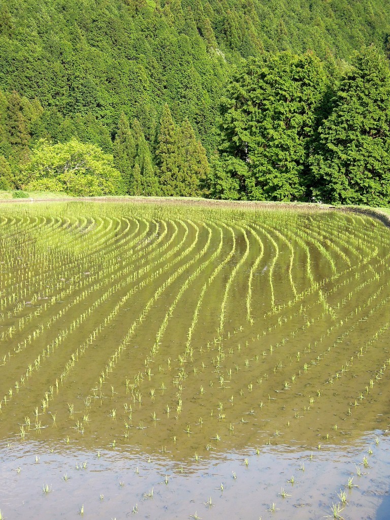 水田