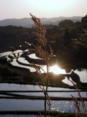 夕暮れ時の棚田