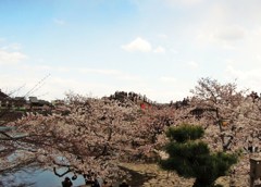 錦帯橋の桜