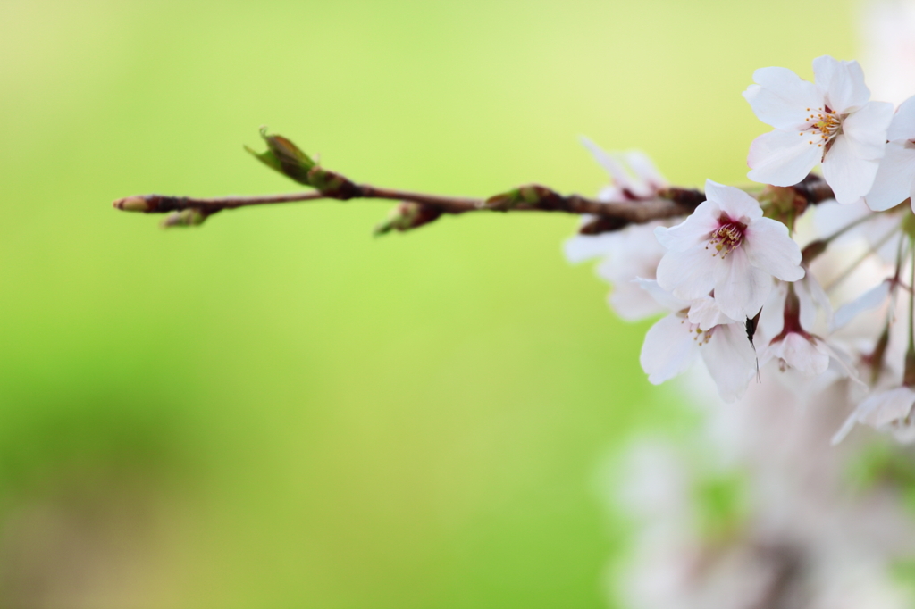 生け桜