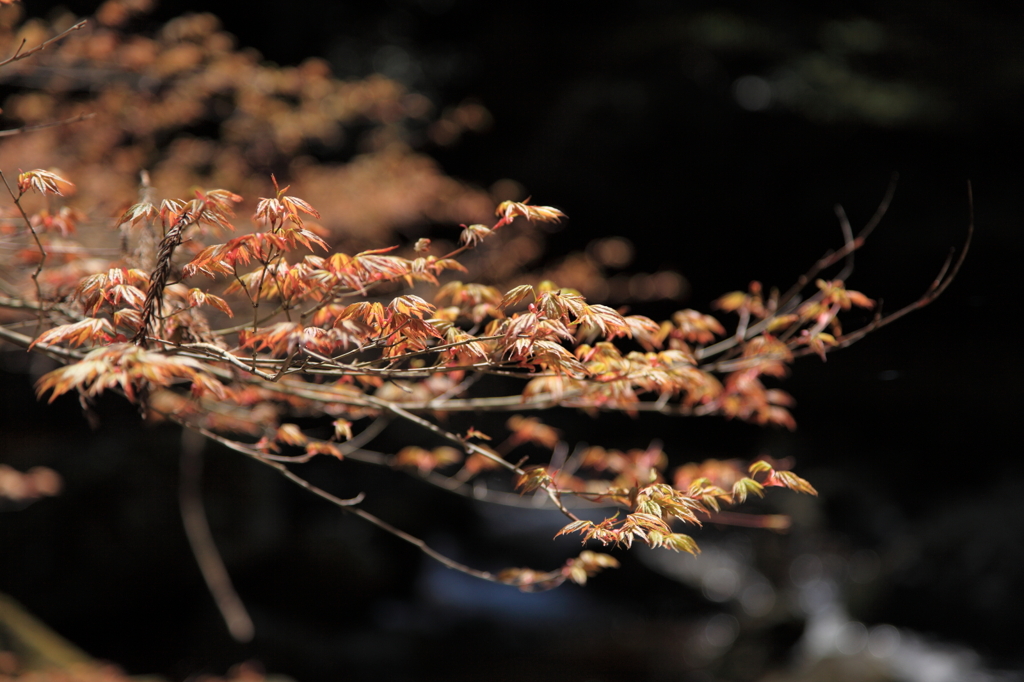 春紅葉