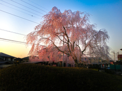 夕日に照らされて