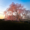 夕日に照らされて