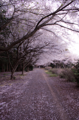 桜絨毯