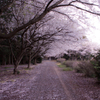 桜絨毯
