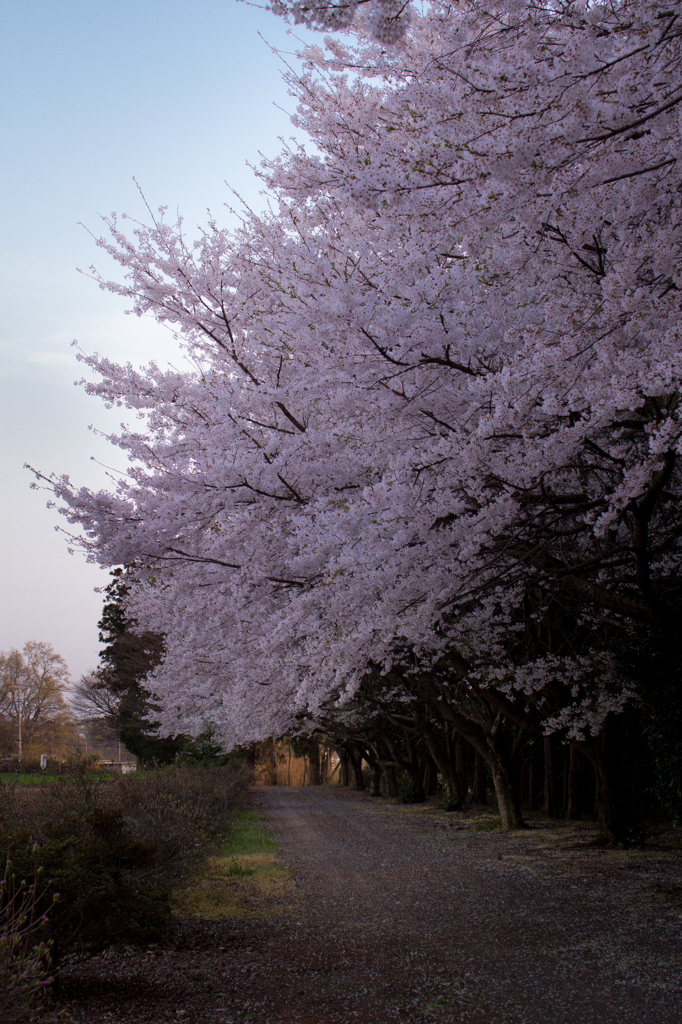 桜咲き誇る