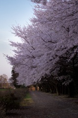 桜咲き誇る