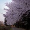 桜咲き誇る