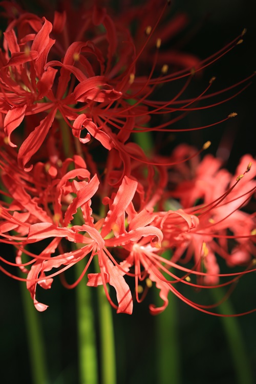 Lycoris rediata*