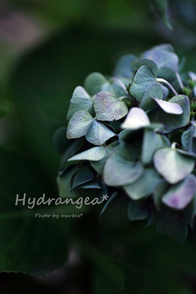 Dryflower