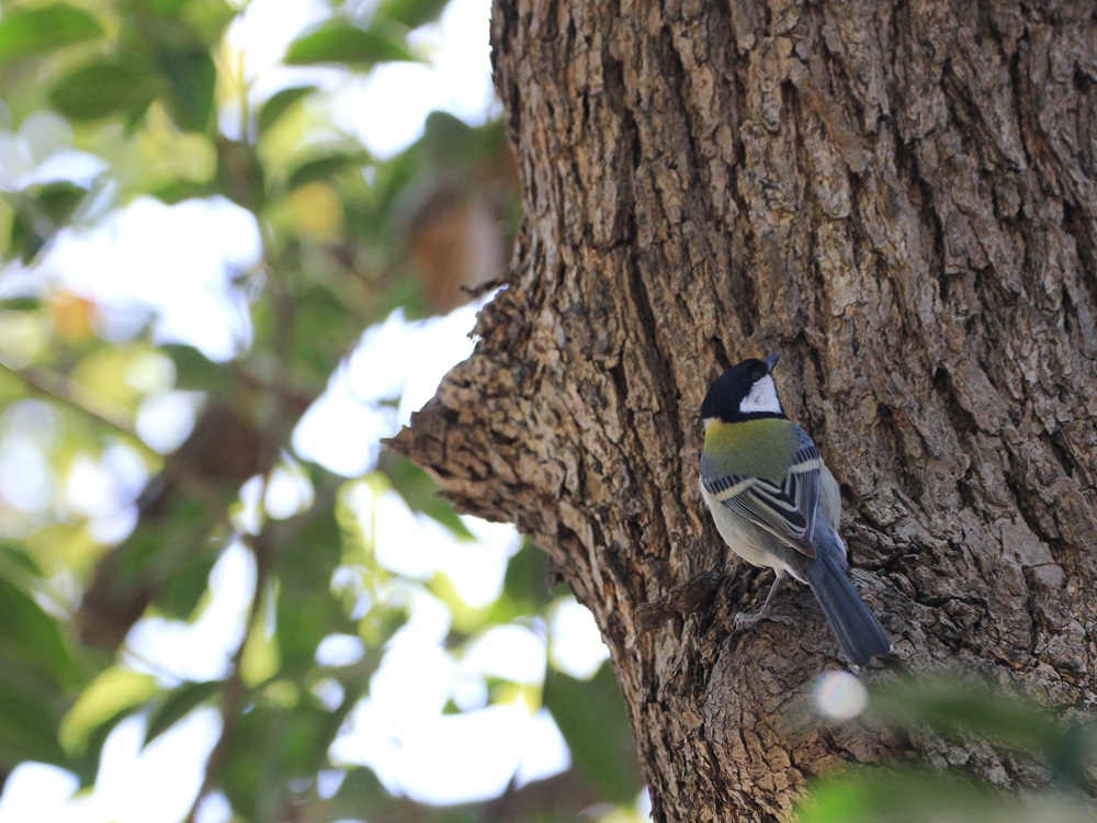 Parus minor*