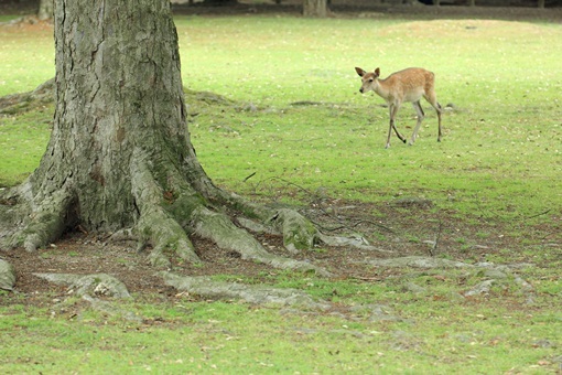 奈良公園にて