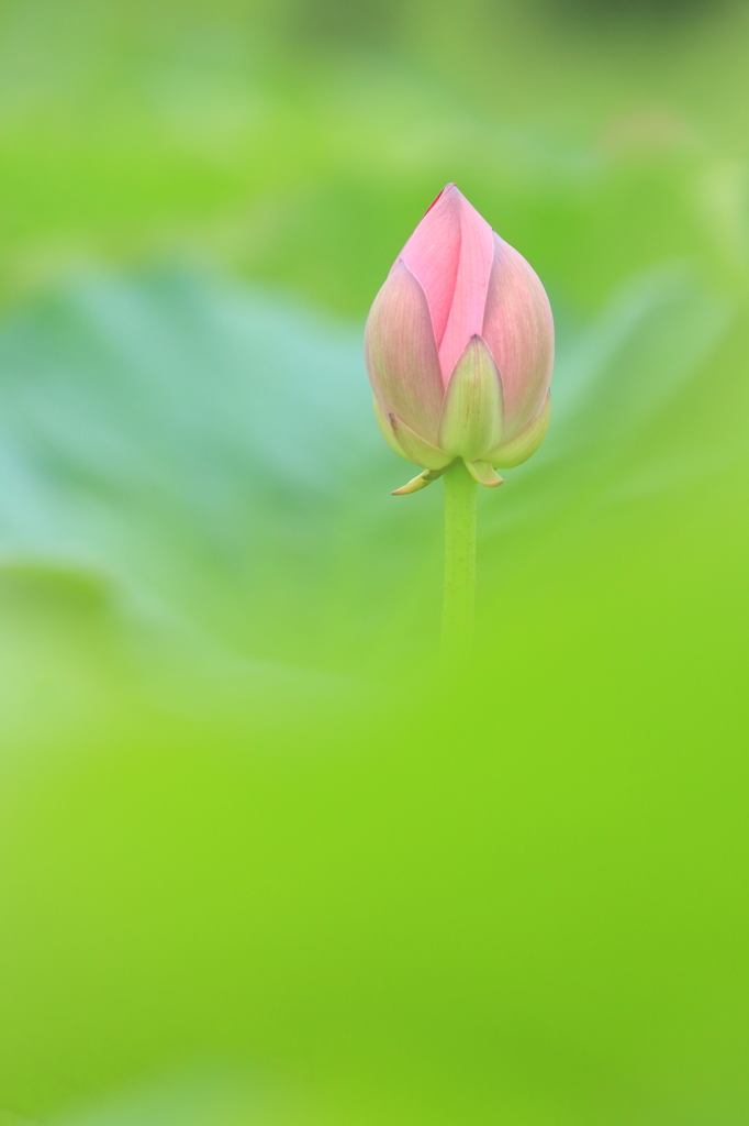 幻想の時