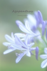 Agapanthus*