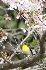 桜にキビタキ♪