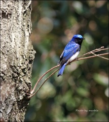 Cyanoptila cyanomelana*