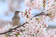 サクラ*カラムク