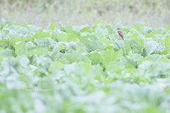 キャベツ畑で