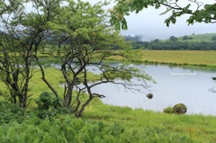 八島ケ原湿原