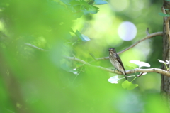 木漏れ日の中に