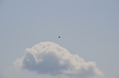 チョウゲンボウ