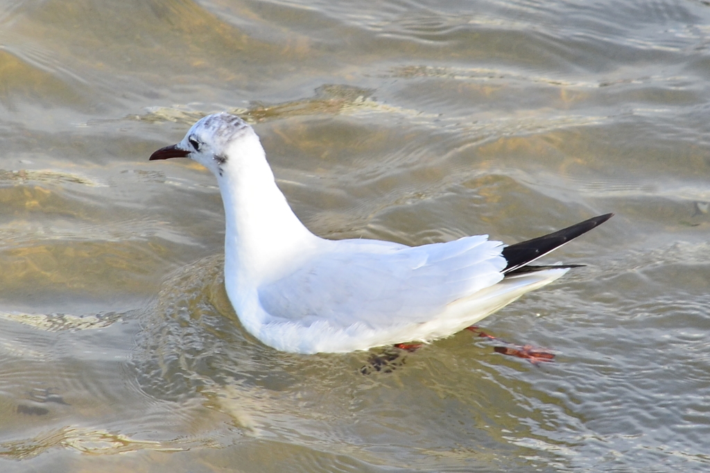 ボナパルト・？