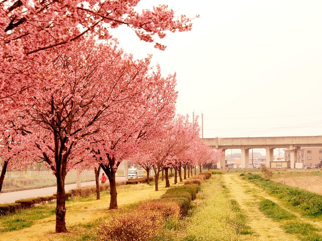 桜並木