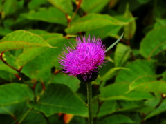 高山植物