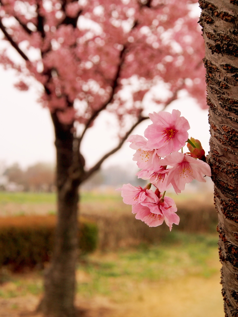 桜