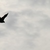 鳶