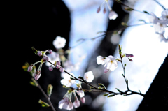 桜