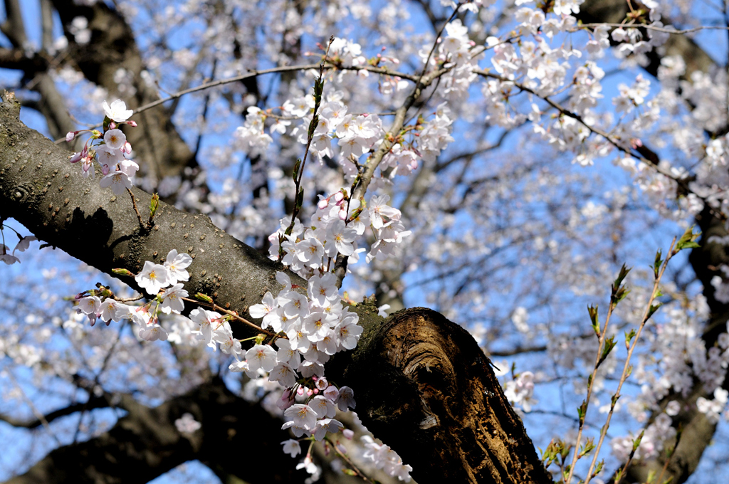 桜