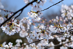 桜